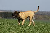 BULLMASTIFF 407